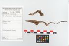 Etikett zu Rohhaut (NHMW-PRAE-125790)